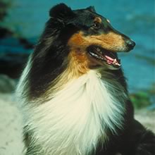 This is a beautiful bl.. Animals - Dogs, Cats - 